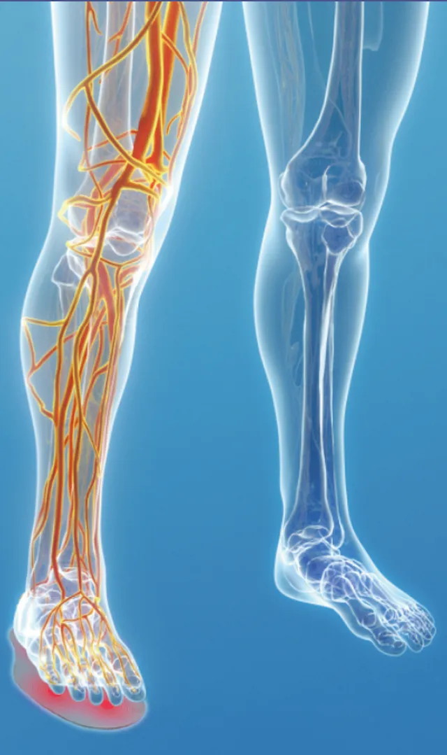 Leg nerve pathways and circulation